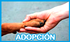 Adopción