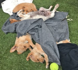 Cachorros