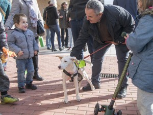 Jornada Canina en Cabanillas_5