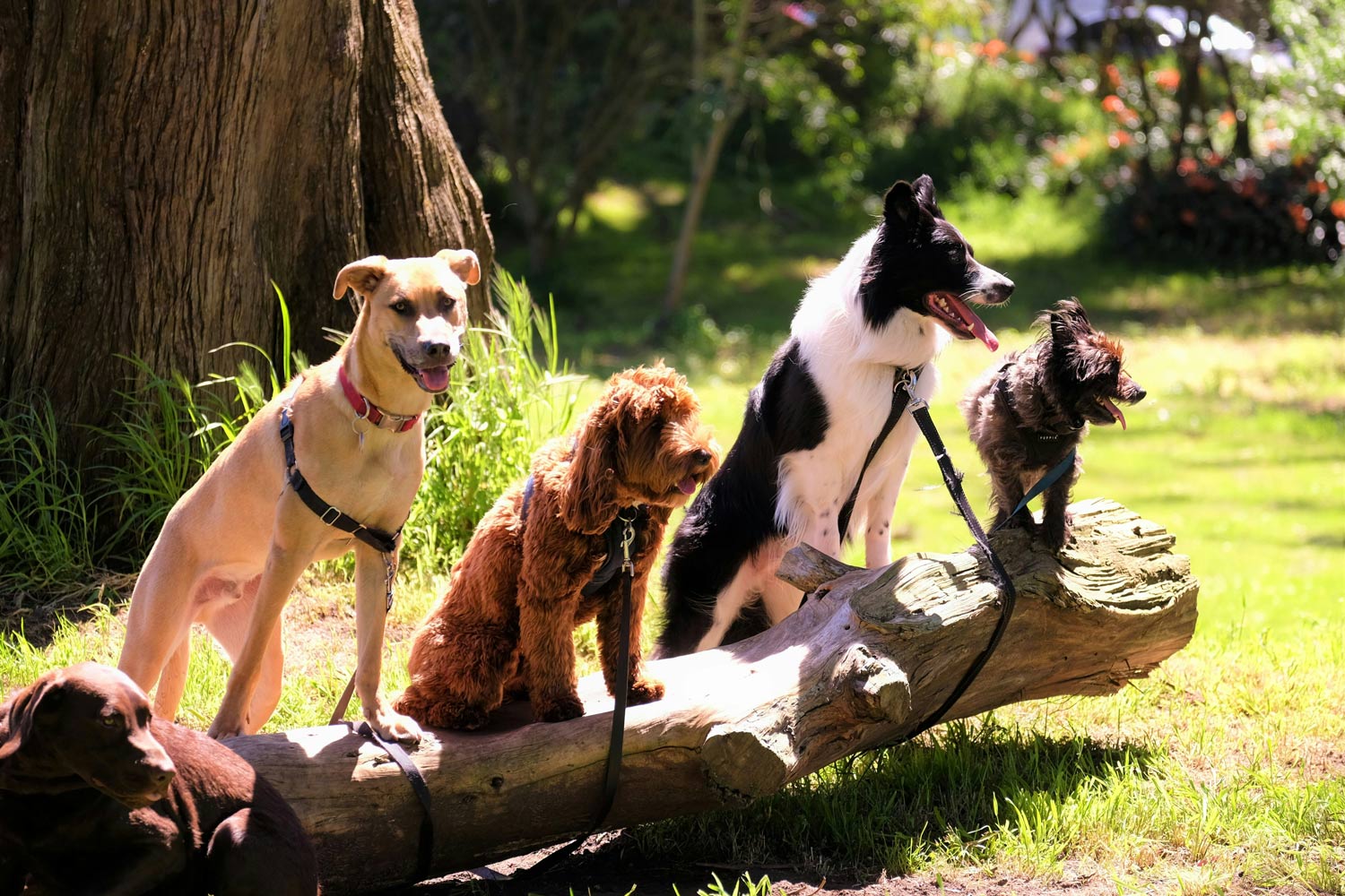 imagenes_perros_hogar_amigo